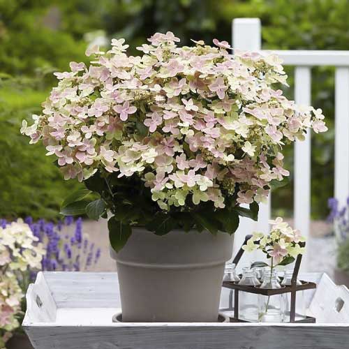 1 buc, Hydrangea panic. Polestar, С2 - Răsaduri: Mod de ambalare: 1 buc