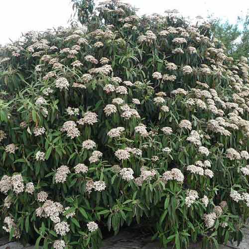 1 buc, Călin Wilowwodd - Răsaduri: Mod de ambalare: 1 buc