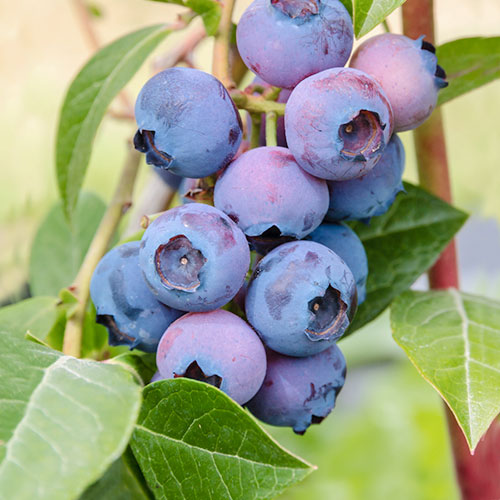 1 buc, Afin Patriot - Răsaduri: Mod de ambalare: 1 buc
