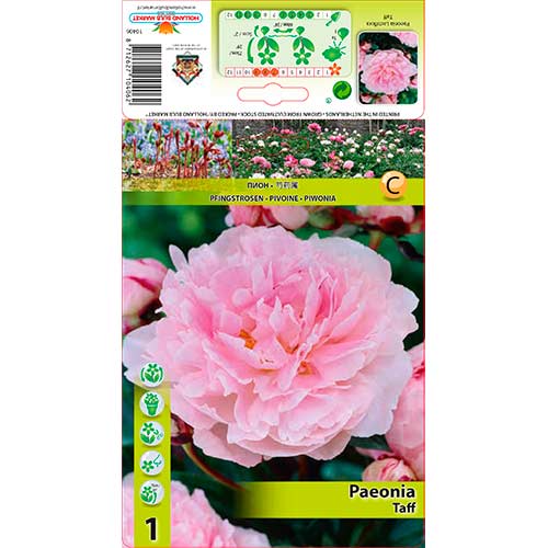 1 cib, Pivoňka Taff - : Monžstvo balíkov: 1 cib