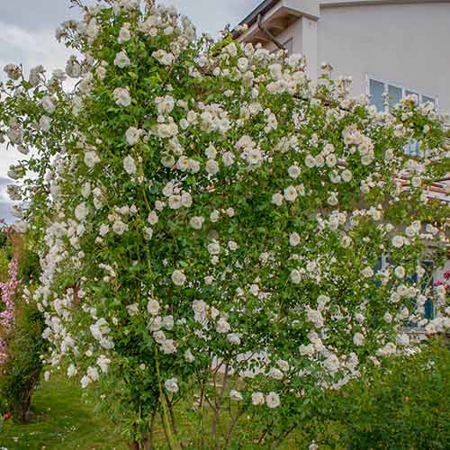 1 saz, Růže pnouca Climbing Iceberg - : Monžstvo balíkov: 1 saz