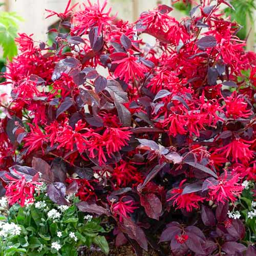 1 db, Kínai rojtosvirág (Loropetalum) Fire Dance - Palánták: Mod de ambalare: 1 db