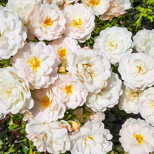 1 db, Rózsák teahibrid Cometa - Palánták: Mod de ambalare: 1 db