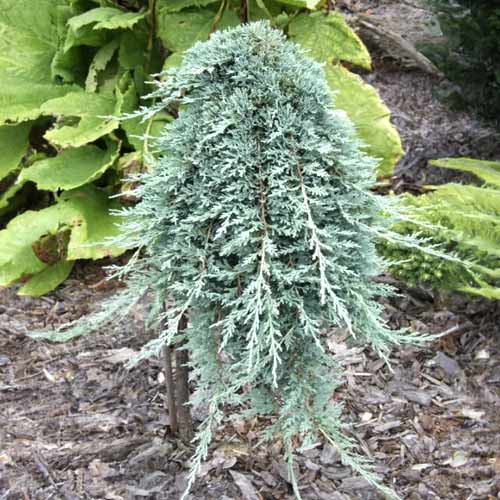 1 db, Boróka kúszó Icee Blue , C5 - Palánták: Mod de ambalare: 1 db