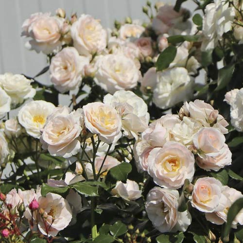 1 Pflanze(n), Rose mini Lady Meillandina - Setzlinge: Ilość w opakowaniu: 1 Pflanze(n)