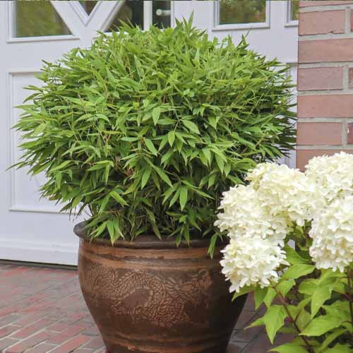 1 Pflanze(n), Bambus Moontears PBR, C5 - Setzlinge: Ilość w opakowaniu: 1 Pflanze(n)