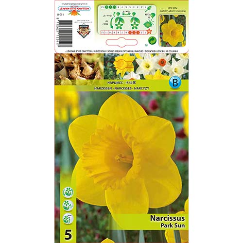 5 Stück, Narzisse Park Sun - Blumenzwiebeln: Ilość w opakowaniu: 5 Stück