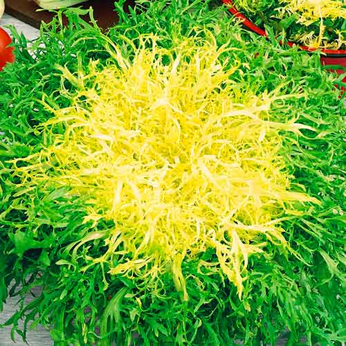 1 szt, Endivie Avantgarde - Samen: Ilość w opakowaniu: 1 Stück