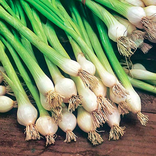 1 szt, Zwiebeln Blanca de Lisboa - Samen: Ilość w opakowaniu: 1 Stück