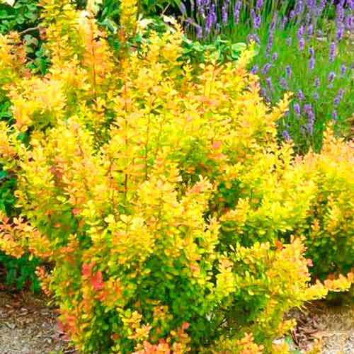 1 szt, Berberitze Orange Torch - Setzlinge: Ilość w opakowaniu: 1 szt