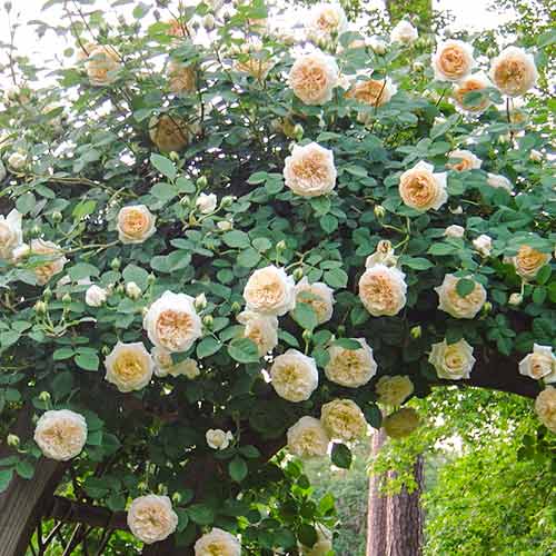 1 Pflanze(n), Kletterrose Claire Austin - Setzlinge: Ilość w opakowaniu: 1 Pflanze(n)