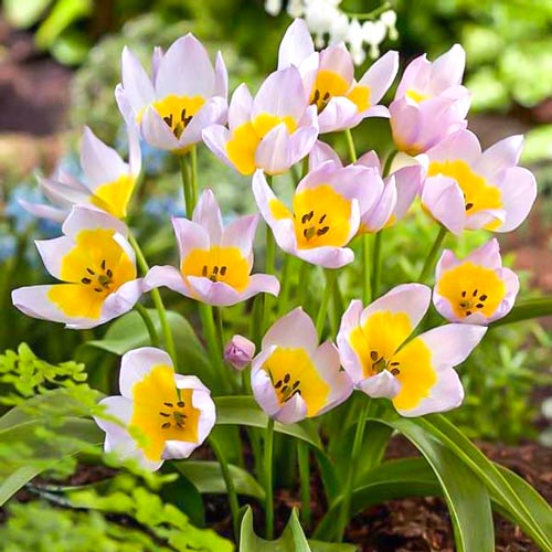 15 Stück, Tulpe Lilac Wonder - Blumenzwiebeln: Ilość w opakowaniu: 15 Stück