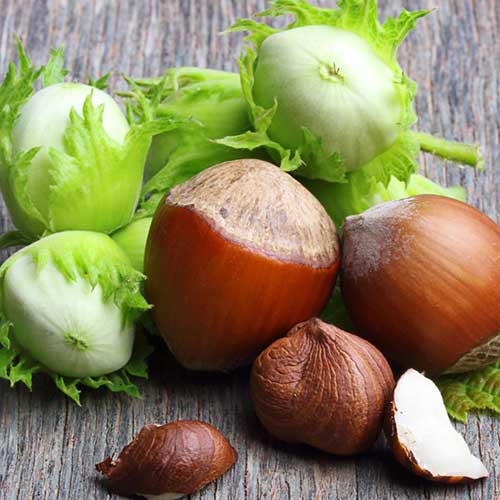 1 Pflanze(n), Haselnuss Sacajawea - Setzlinge: Ilość w opakowaniu: 1 Pflanze(n)