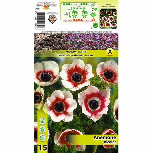 15 Stück, Anemone Bicolor - Zwiebeln: Ilość w opakowaniu: 15 Stück