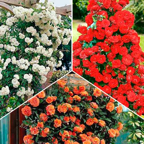 Tolles Angebot! Kletterrosen-Set Trio, Setzlinge 3er Set - Setzlinge: Ilość w opakowaniu: 3 Pflanze(n)