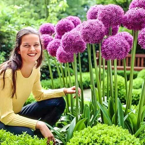 1 Stück, Knoblauch (Lauch) Ambassador - Blumenzwiebeln: Ilość w opakowaniu: 1 Stück