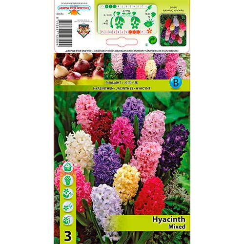 Jacinto Mixed - Bulbos: Ilość w opakowaniu: 3 bulbe