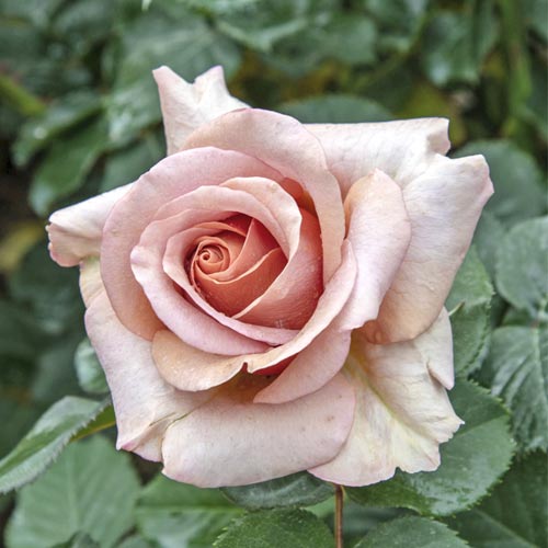 Rosa de flor grande Mokarosa , C5 - Plântulas: Ilość w opakowaniu: 1 plant