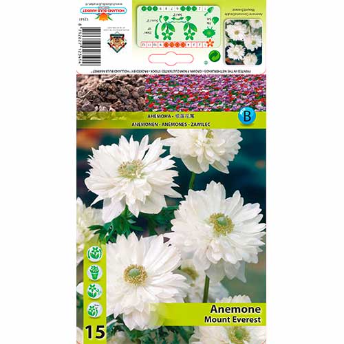 Anemone Mount Everest - Bulbos: Ilość w opakowaniu: 15 bulbe