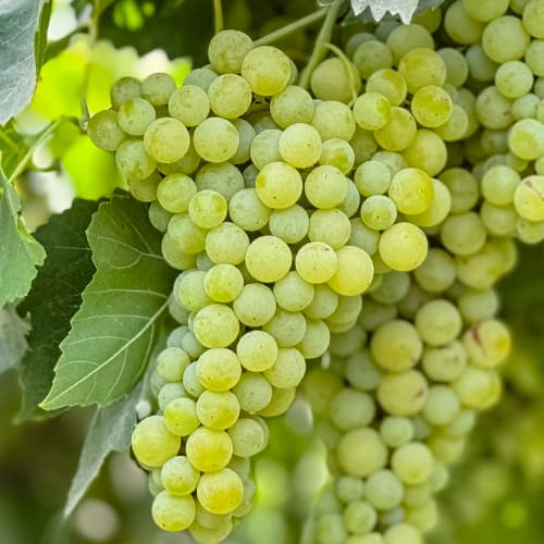 Videira Solaris, Р9 - Plântulas: Ilość w opakowaniu: 1 plant