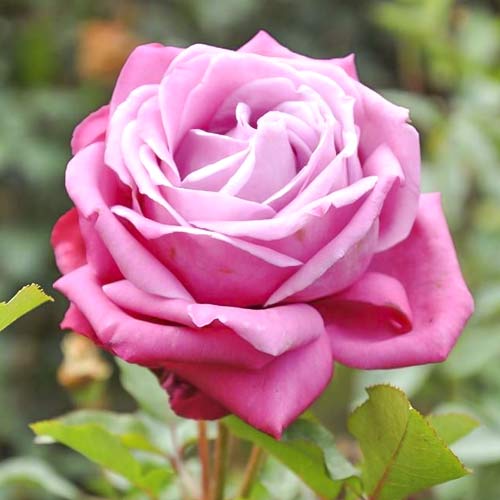Rosa de flor grande Lila Wunder, root ball - Plántulas: Ilość w opakowaniu: 1 plantas