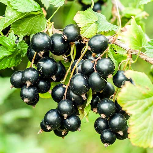 Grosella negra Big Ben, Р9 - Plántulas: Ilość w opakowaniu: 1 plantas