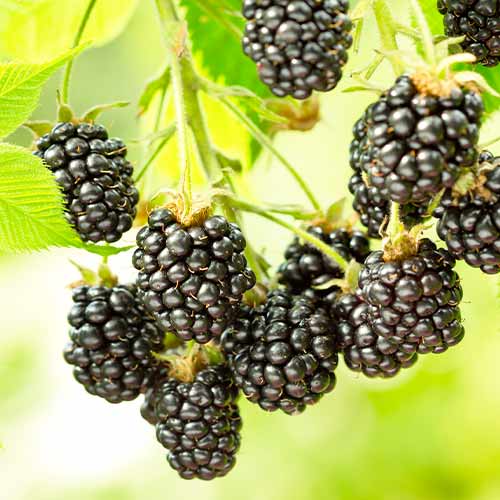 Zarzamora satinada negra, Р9 - Plántulas: Ilość w opakowaniu: 1 plantas