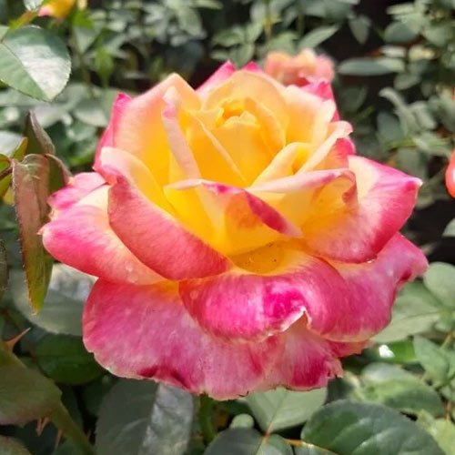 Rosa de flor grande Desse, root ball - Plántulas: Ilość w opakowaniu: 1 plantas