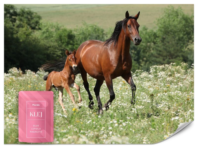 Fototapeta Muralo Konie na Polanie 450x315 cm 1szt.