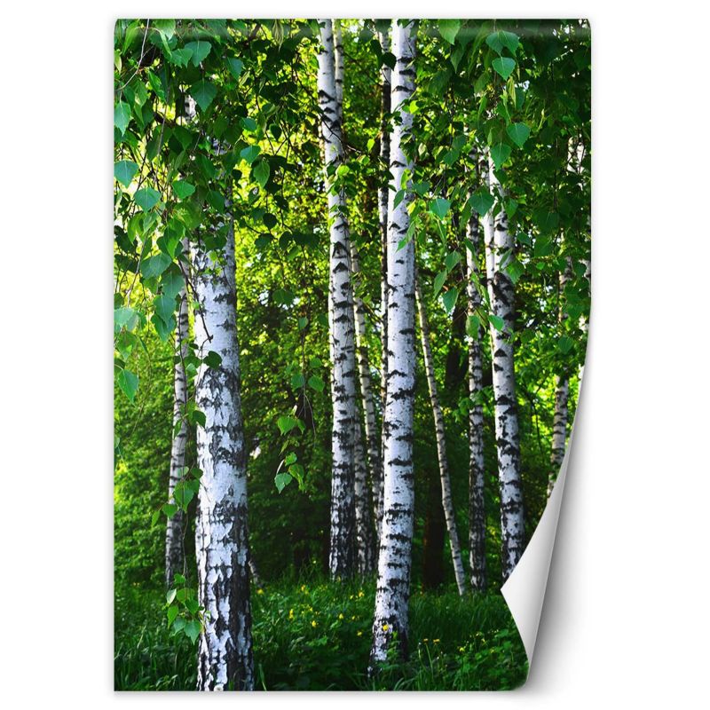 Fototapeta Feeby Brzozowy las 100x140 1 szt