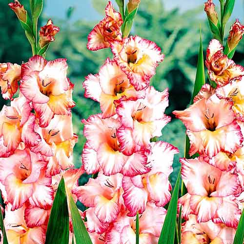 1 szt, Gladiola (Mieczyk) wielkokwiatowy Priscilla - Cebule: Ilość w opakowaniu: 10 cebul