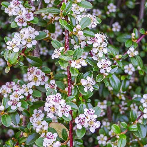 1 buc, Cotoneaster Queen of Carpets - Răsaduri: Mod de ambalare: 1 buc