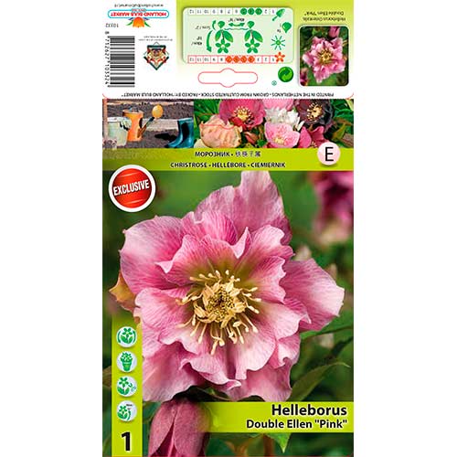 1 buc, Spânz (Helleborus) Double Ellen Pink - Bulbi: Mod de ambalare: 1 buc