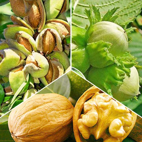 Super ofertă! Nucifere, 3 soiuri - Puieți: Mod de ambalare: 3 buc