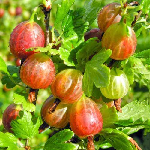 1 saz, Angrešt Achilles - : Monžstvo balíkov: 1 saz