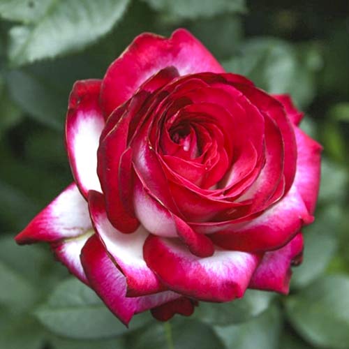 1 Pflanze(n), Großblumige Rose Fair Lady - Setzlinge: Ilość w opakowaniu: 1 Pflanze(n)