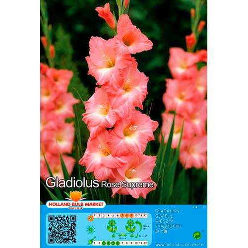 2 Stück, Großblumige Gladiole Rose Supreme - Zwiebeln: Ilość w opakowaniu: 2 Stück