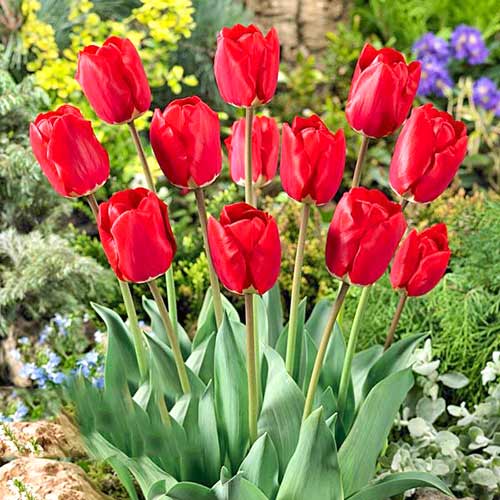 5 Stück, Tulpe Fostery King - Blumenzwiebeln: Ilość w opakowaniu: 5 Stück