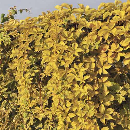 Madressilva de folhas suaves Yellow Wall PBR - Plântulas: Ilość w opakowaniu: 1 plant
