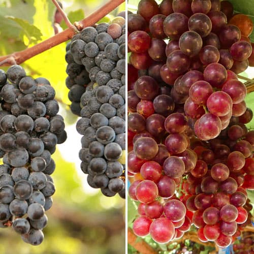 Conjunto de videiras de uva de vinho rosa, 2 mudas - Plântulas: Ilość w opakowaniu: 2 plant