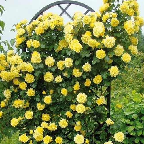 Rosa trepadora Golden Showers, root ball - Plántulas: Ilość w opakowaniu: 1 plantas