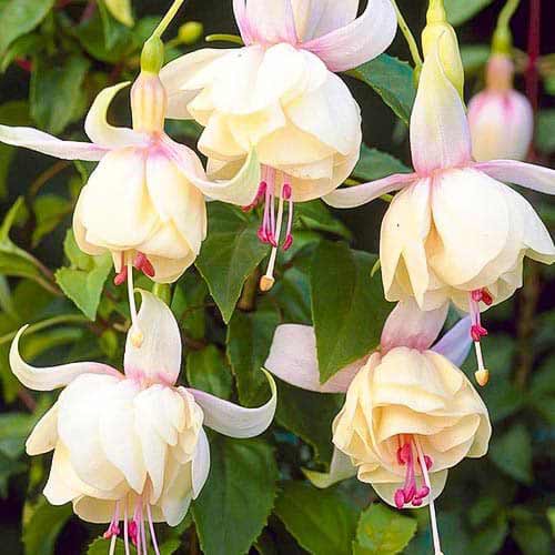 1 szt, Fuksja (Fuchsia) Annabel - Byliny: Ilość w opakowaniu: 1 sadz