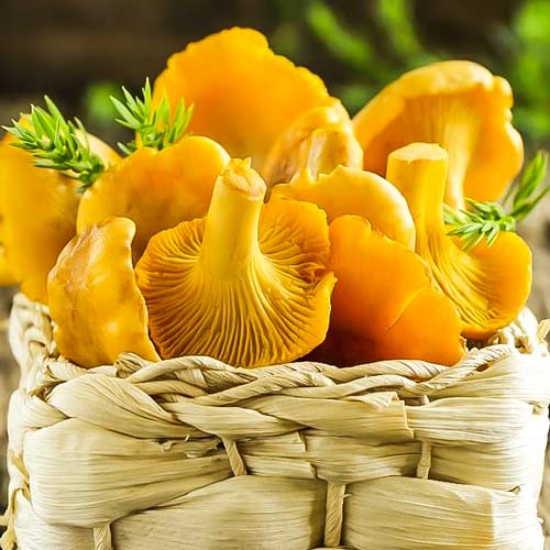 1 szt, Kurki (Pieprznik jadalny) - Grzybnia: Ilość w opakowaniu: 60 ml