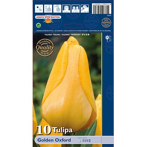 10 szt., Tulipan Darwina Golden Oxford - Cebule: Ilość w opakowaniu: 10 szt.