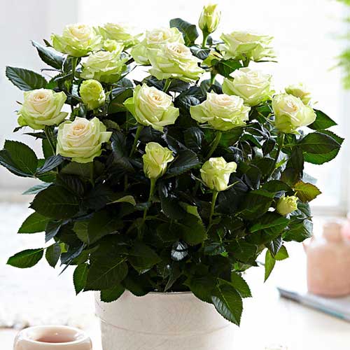 1 szt, Róże miniaturowe Green Glow - Sadzonki: Ilość w opakowaniu: 1 sadz