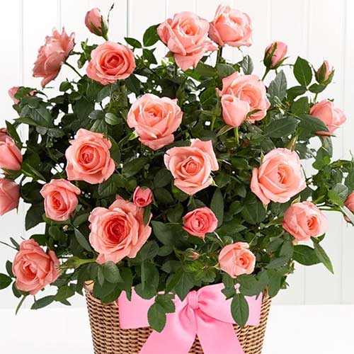 1 buc, Trandafiri miniatur Lydia - Butași: Mod de ambalare: 1 buc