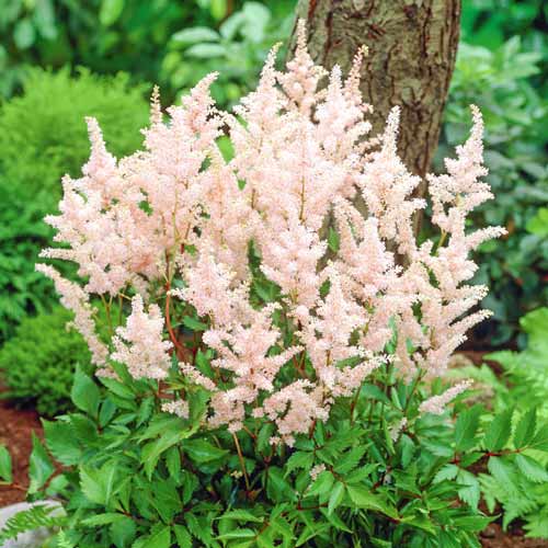 1 buc, Astilbe japonica Peach Blossom - Răsaduri: Mod de ambalare: 1 buc