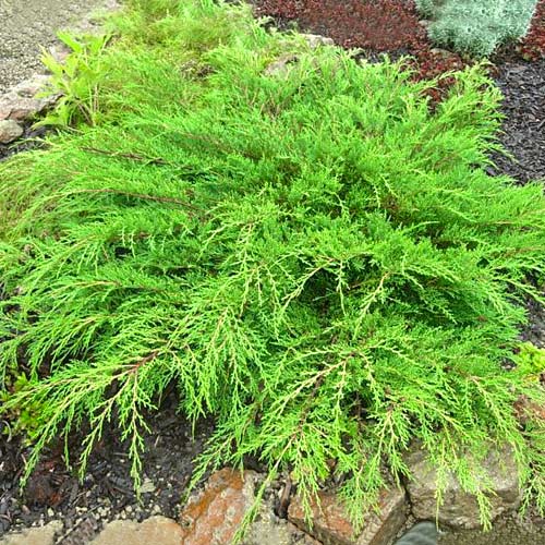 1 buc, Microbiota decussata Jakobsen - Puieți: Mod de ambalare: 1 buc