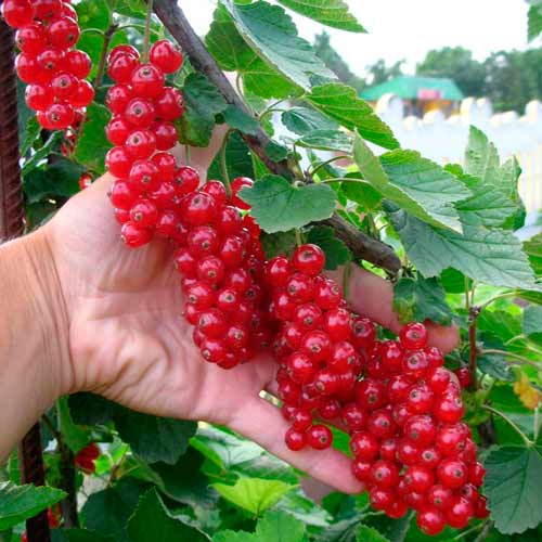 2 buc, Coacăz roșu de Olanda - Puieți: Mod de ambalare: 2 buc