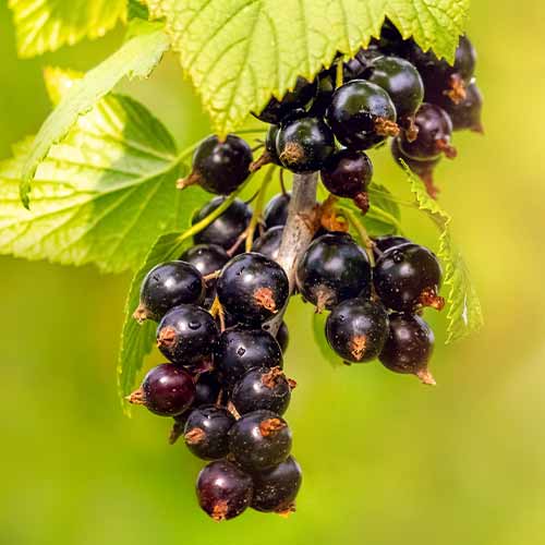 1 buc, Josta - Puieți: Mod de ambalare: 1 buc